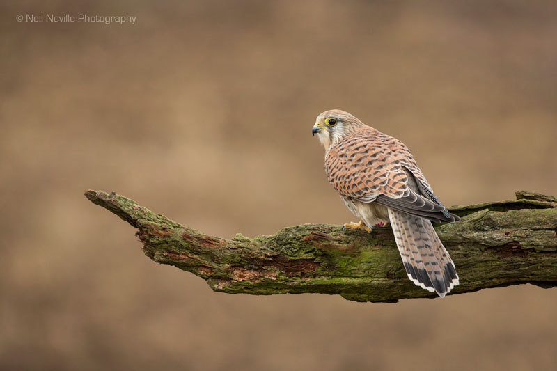  - Kestrel