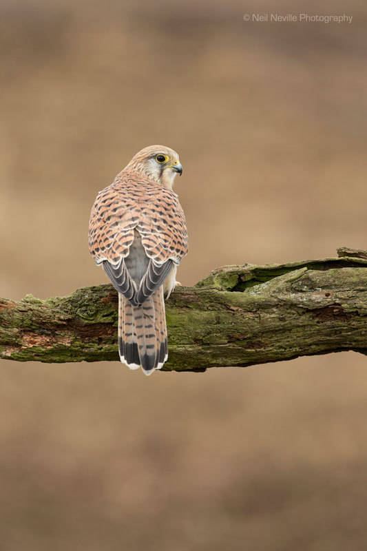  - Kestrel