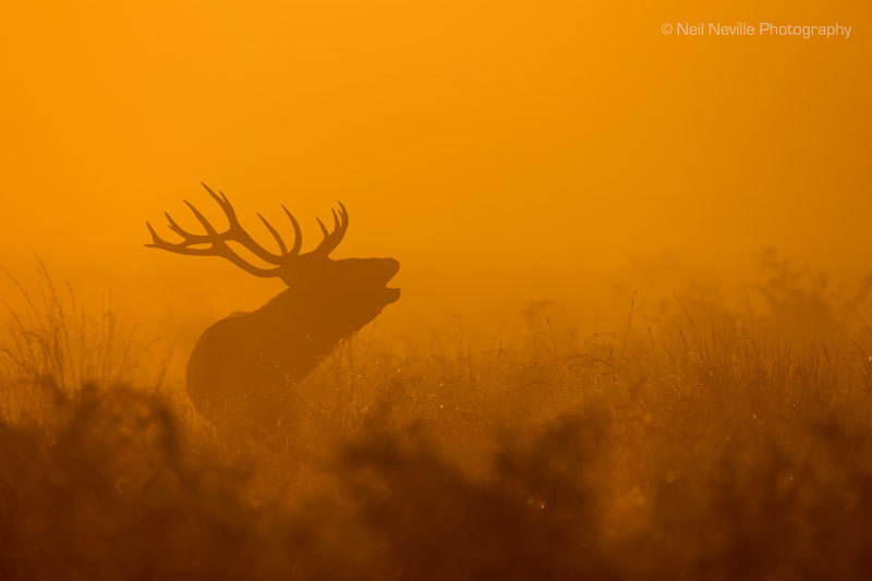  - Red Deer
