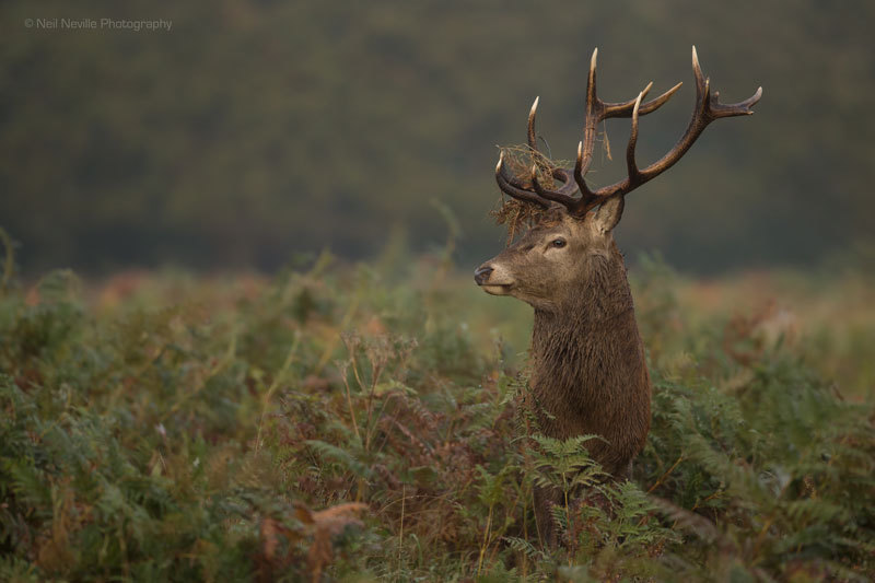  - Red Deer