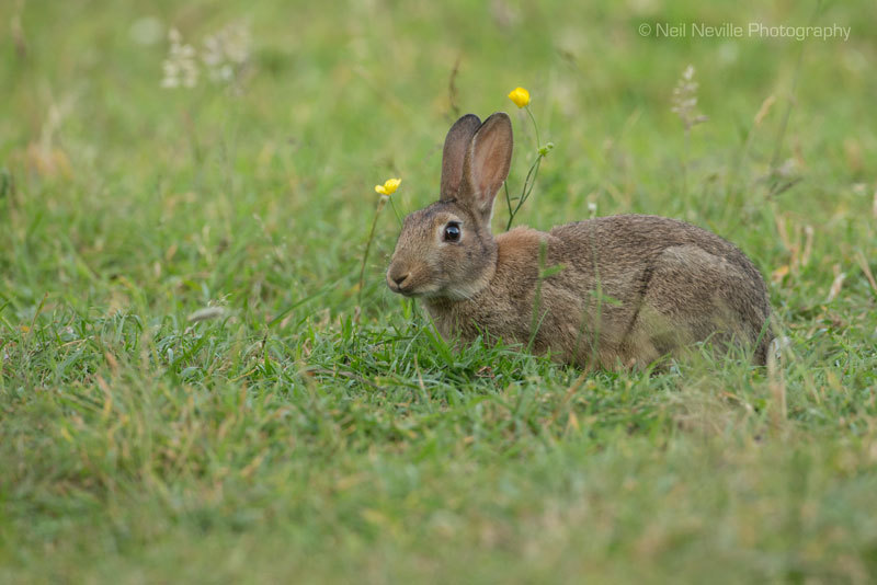  - Wild Rabbit