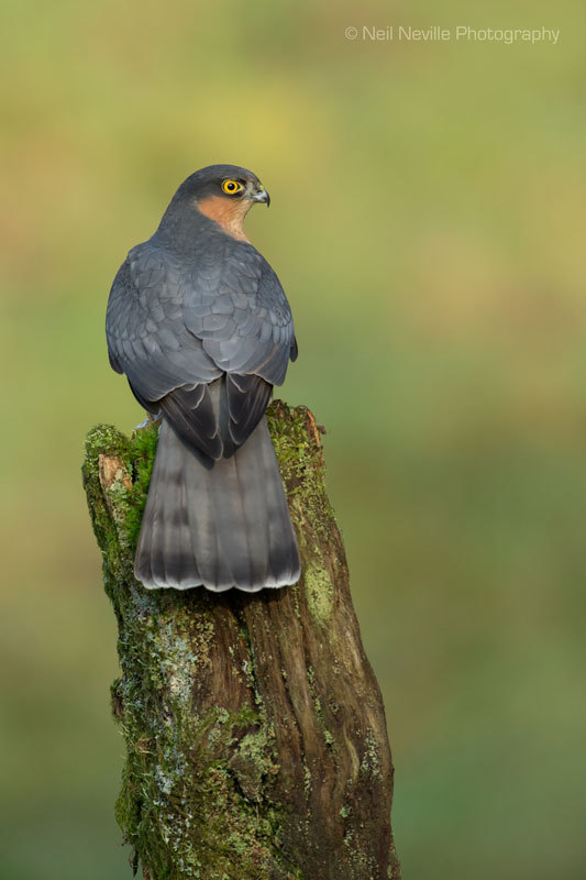  - Sparrowhawk