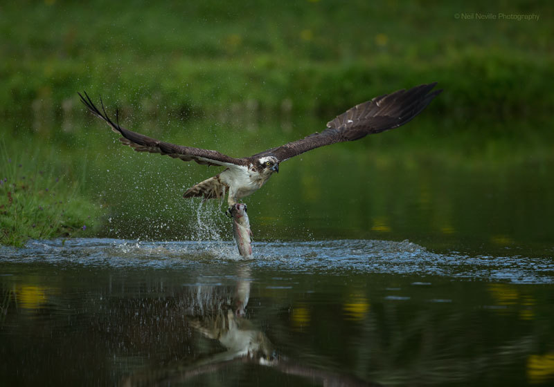  - Osprey