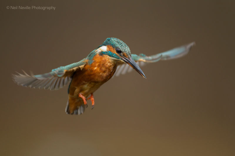  - Kingfisher
