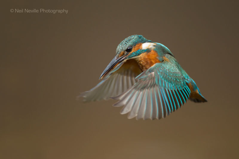  - Kingfisher