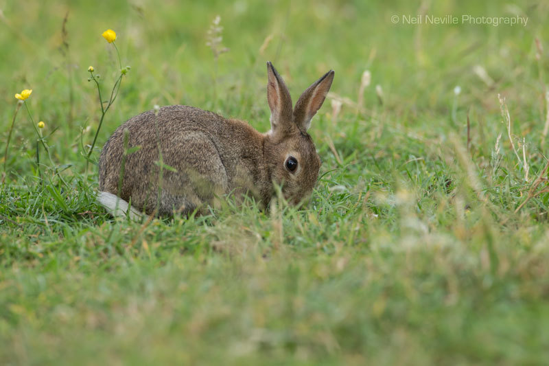  - Wild Rabbit