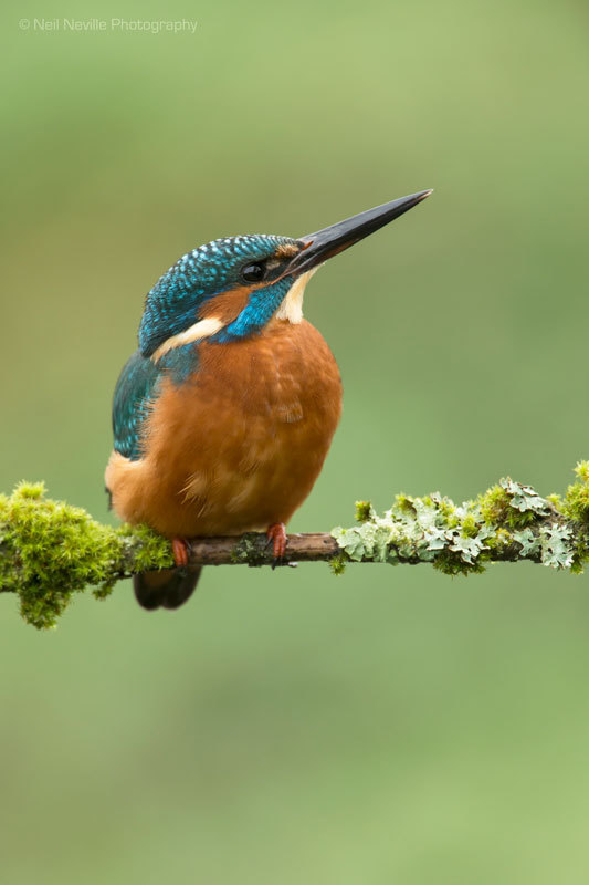  - Kingfisher