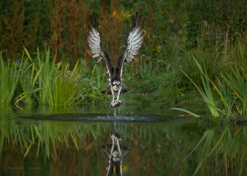  - Osprey