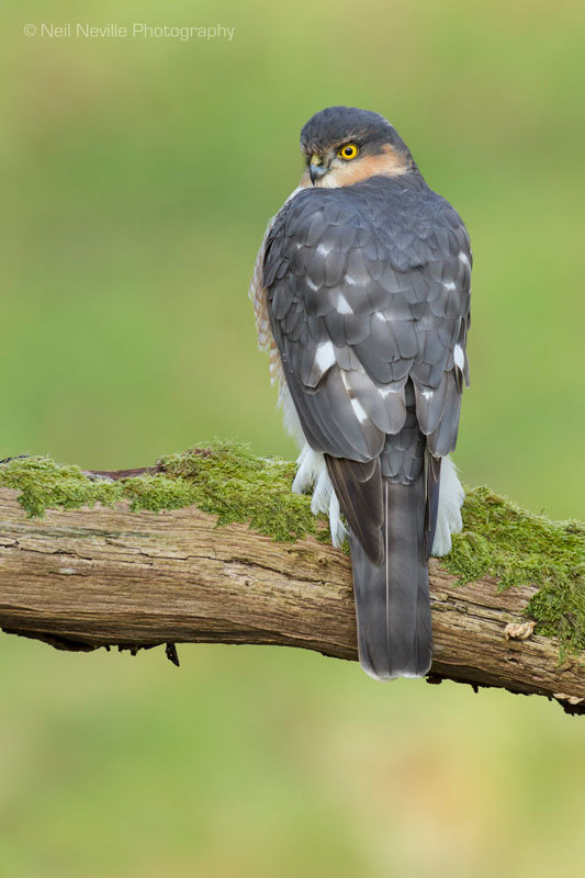  - Sparrowhawk