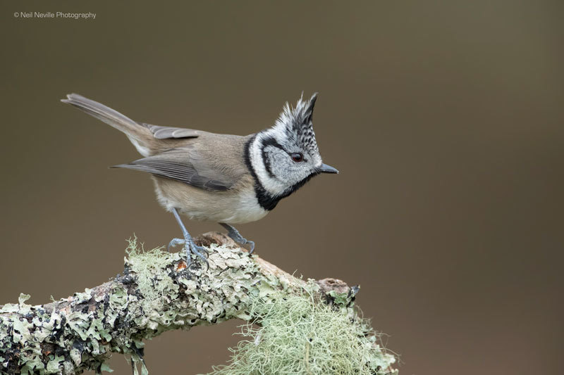  - Crested Tit