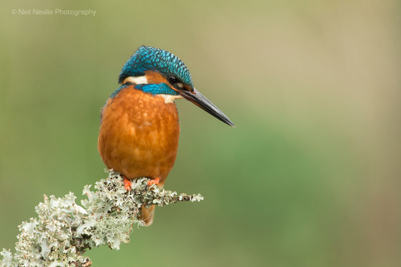  - Kingfisher