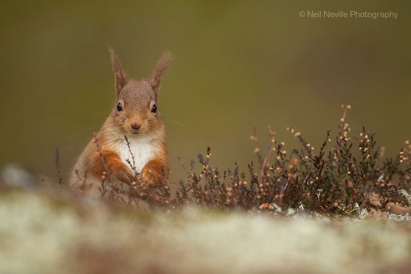 - Red Squirrel