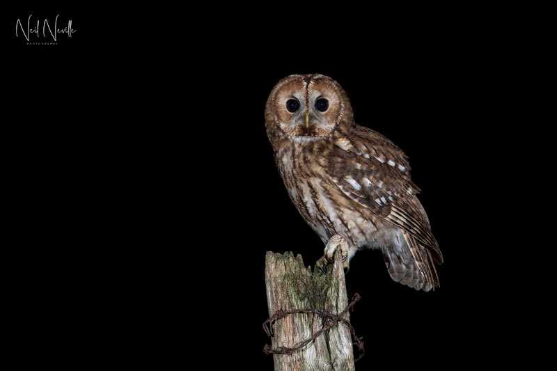  - Tawny Owl