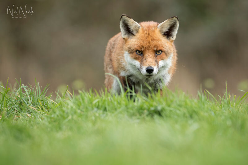  - Red Fox