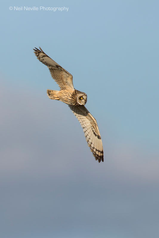  - Short Eared Owl