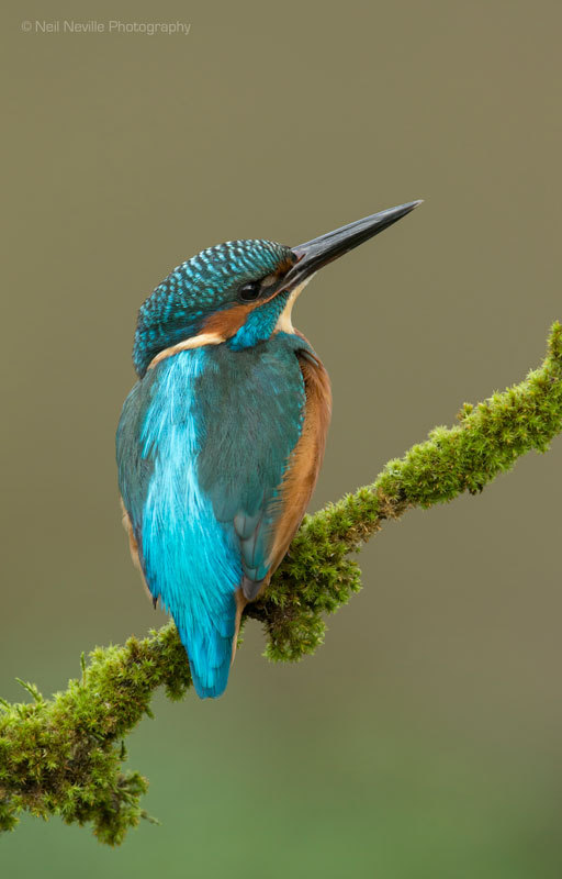  - Kingfisher