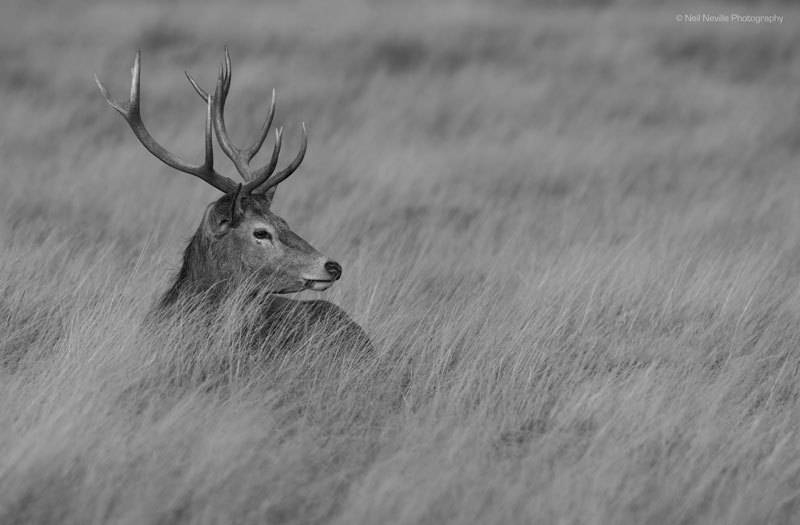  - Red Deer