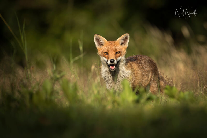  - Red Fox