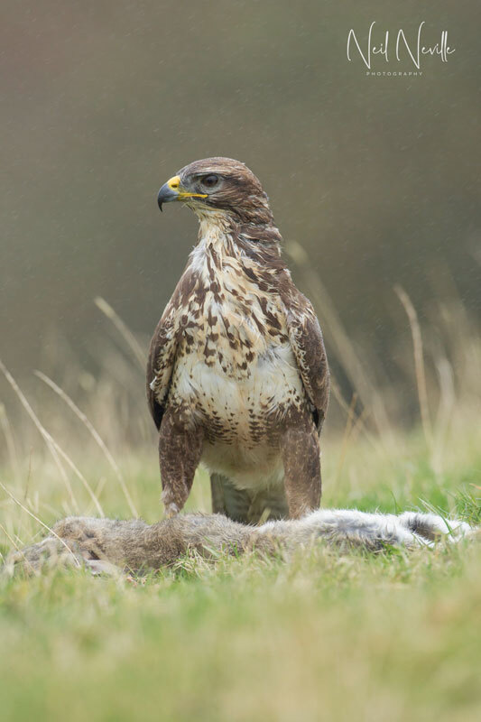  - Common Buzzard