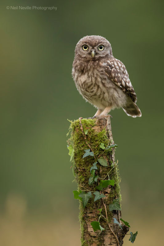  - Little Owl