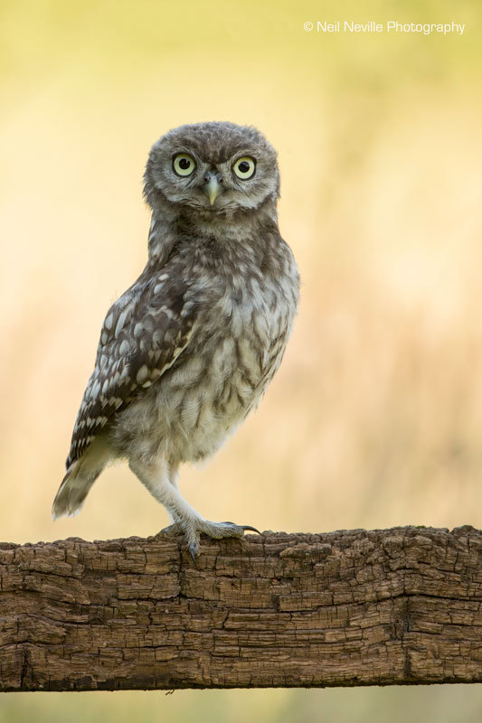  - Little Owl