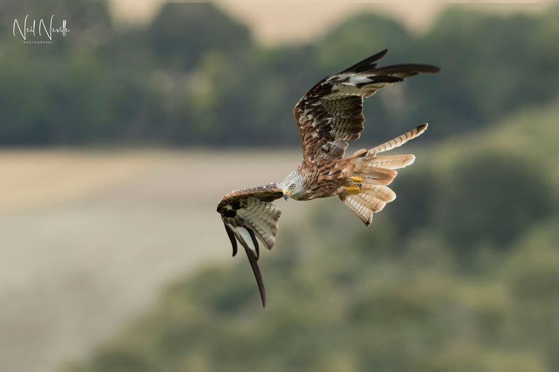  - Red Kite