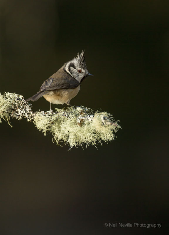 - Crested Tit