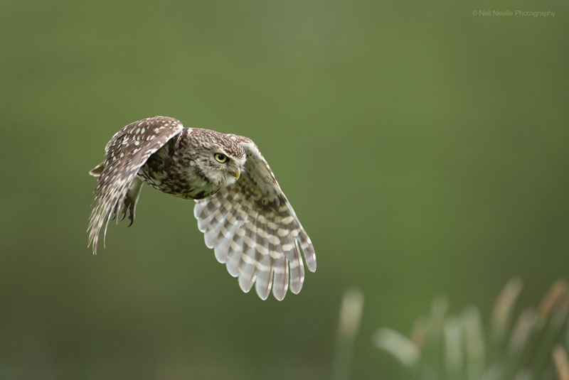  - Little Owl