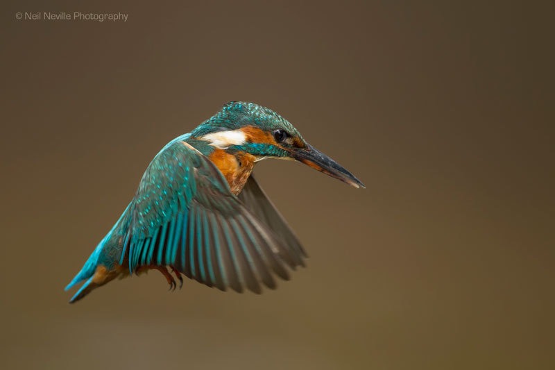  - Kingfisher