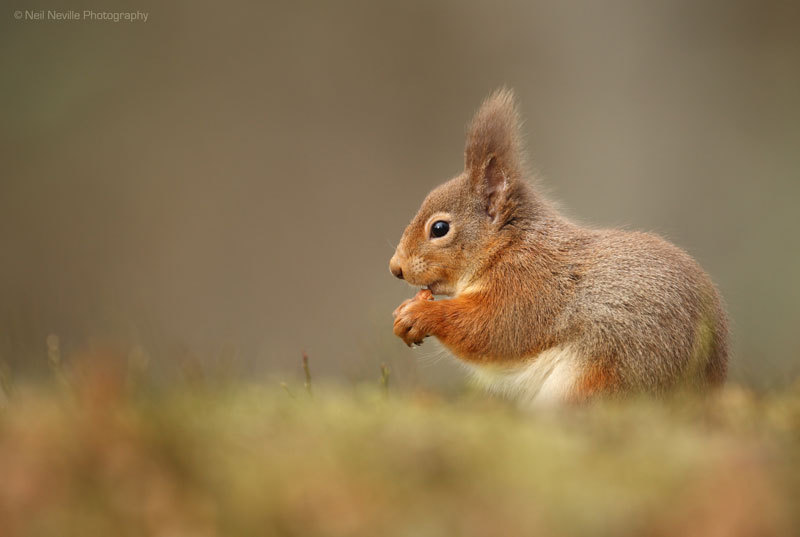  - Red Squirrel