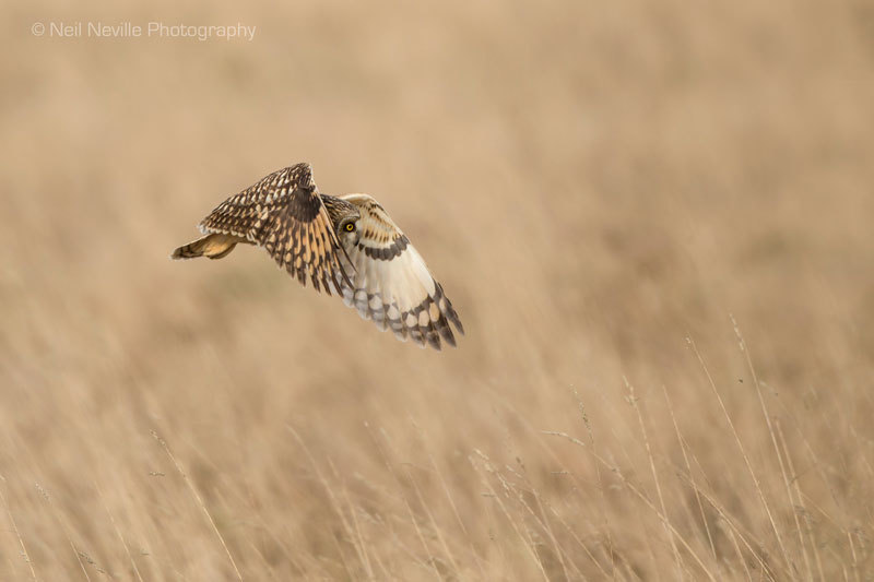  - Short Eared Owl