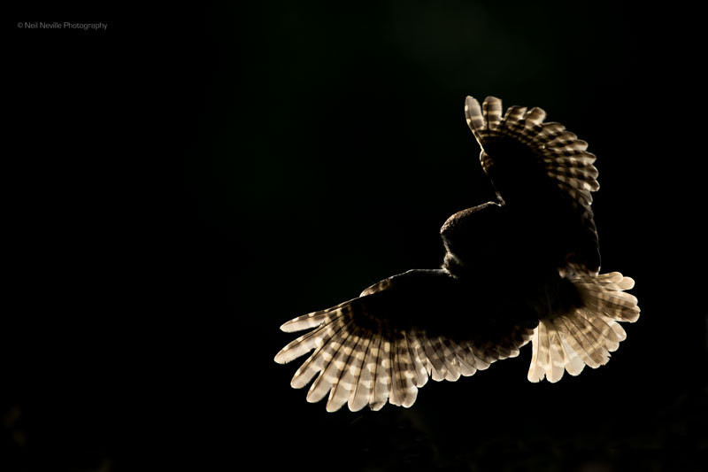  - Little Owl