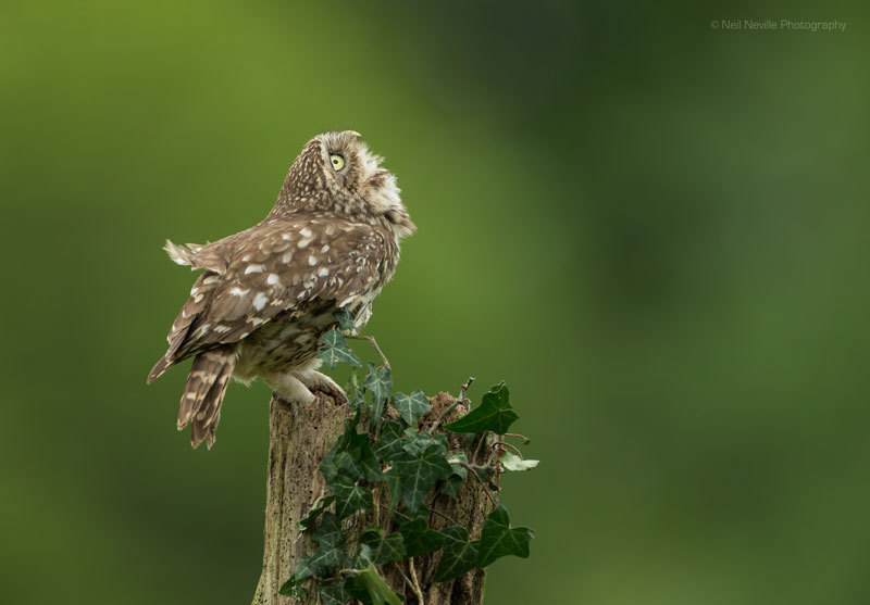  - Little Owl