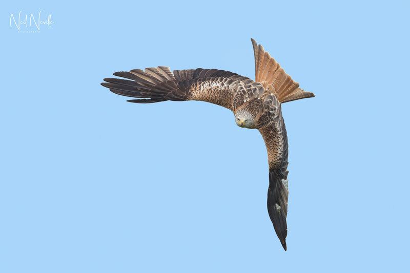 - Red Kite