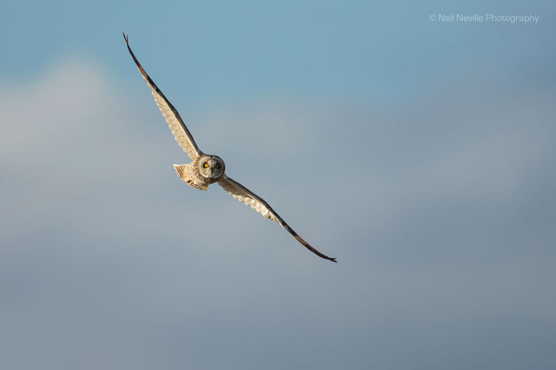  - Short Eared Owl