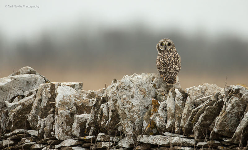  - Short Eared Owl