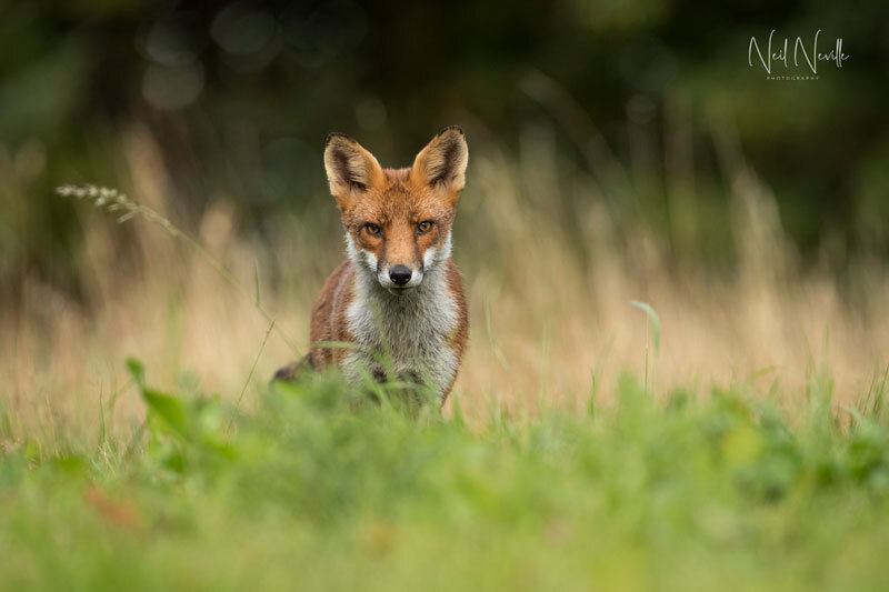  - Red Fox