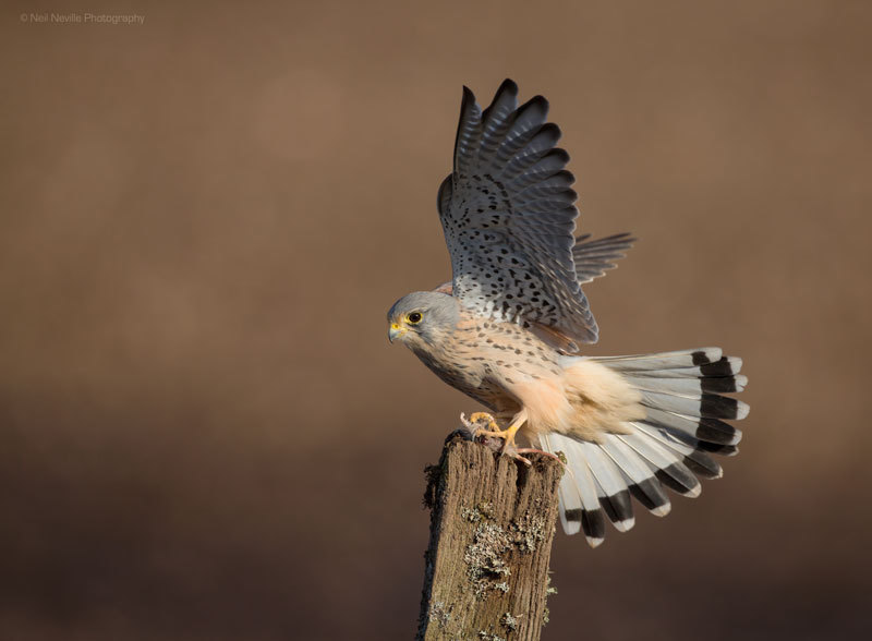  - Kestrel