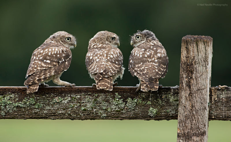  - Little Owl