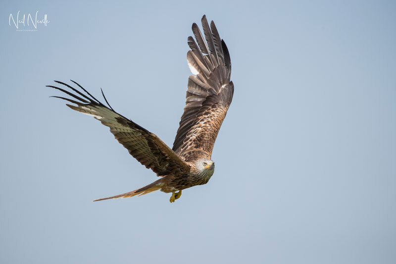  - Red Kite