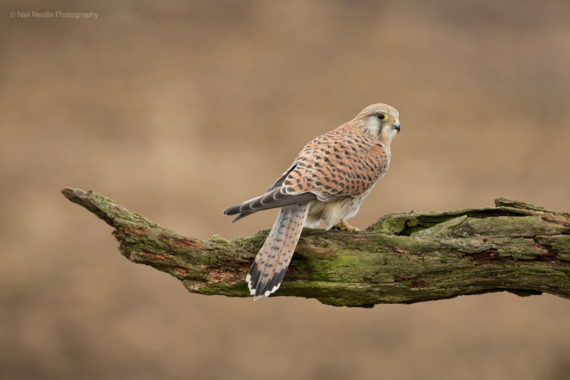  - Kestrel