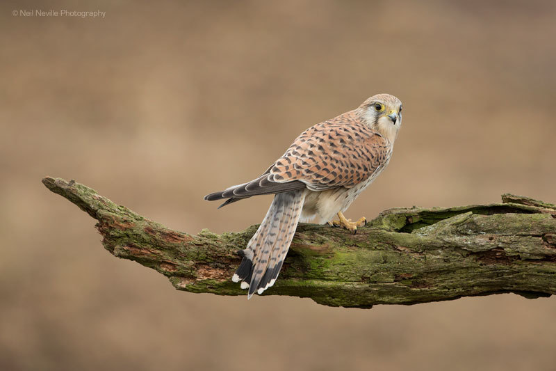  - Kestrel