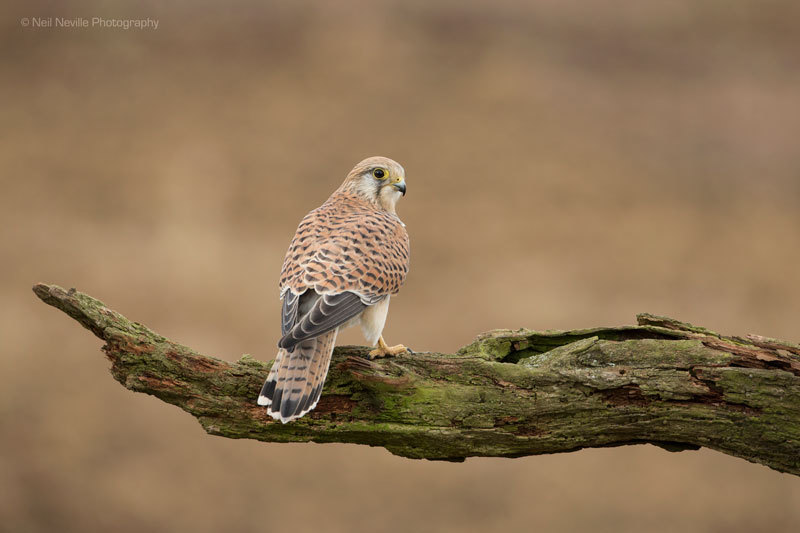  - Kestrel