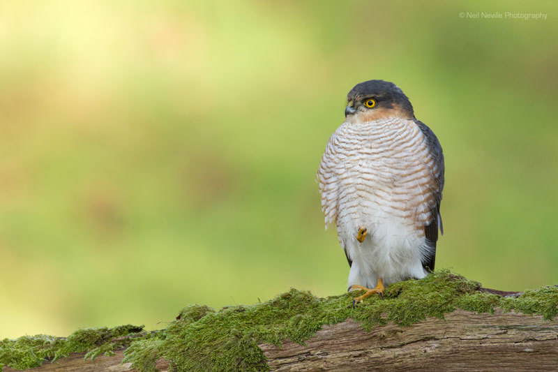  - Sparrowhawk