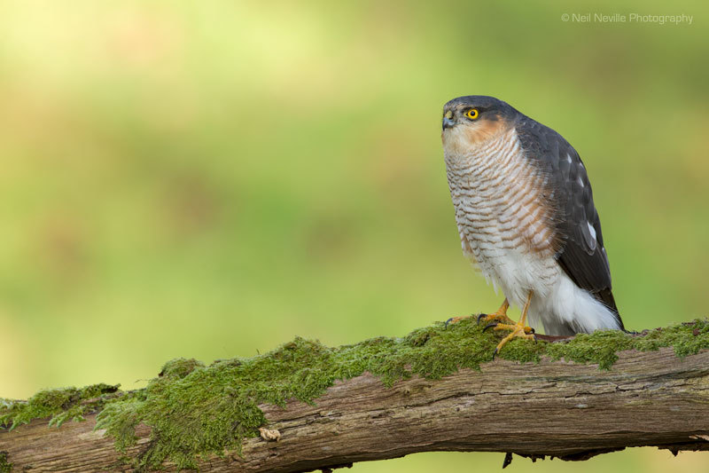  - Sparrowhawk