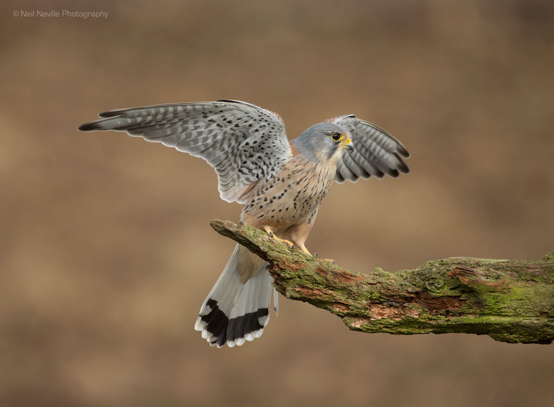  - Kestrel