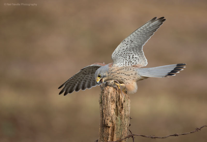  - Kestrel