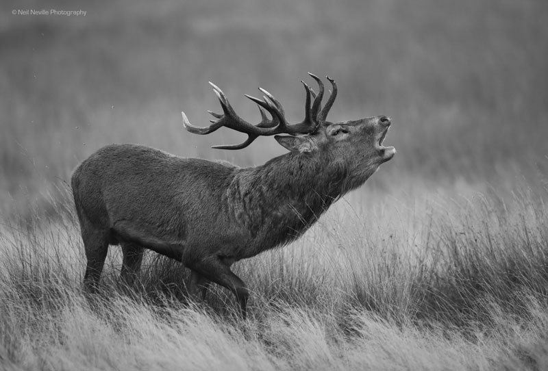  - Red Deer