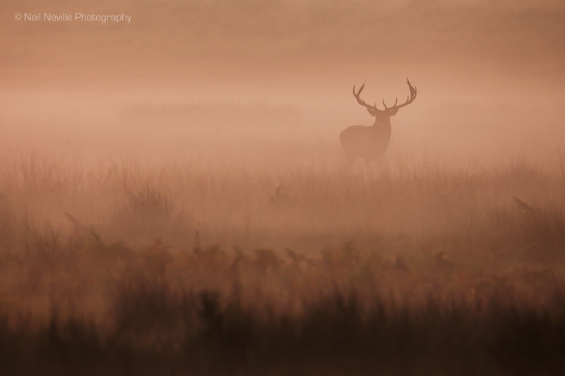  - Red Deer