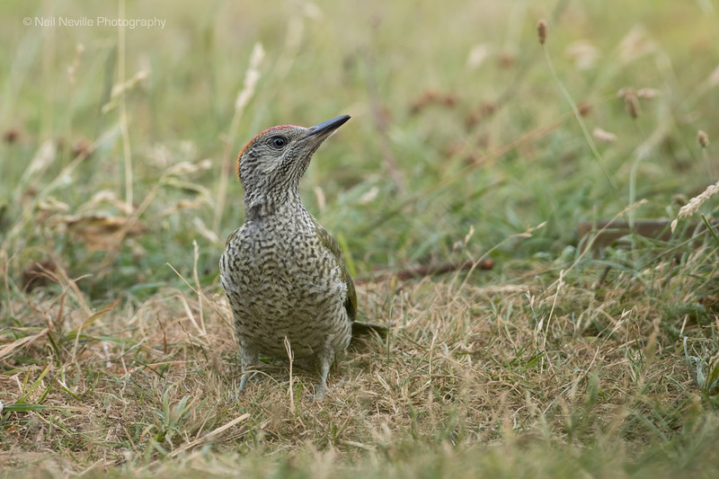  - Woodpeckers & Nuthatch